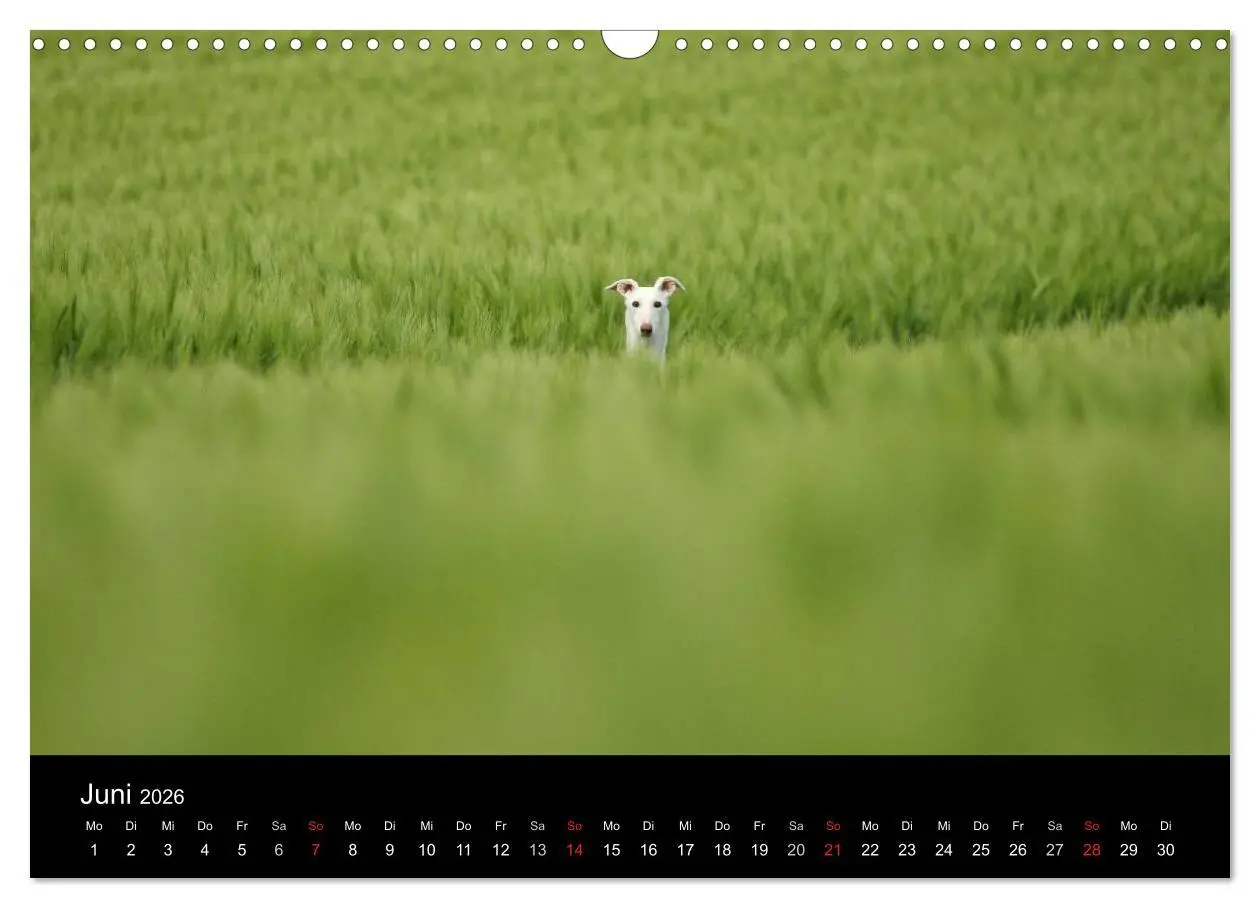 Bild: 9783516173574 | Der Windhundekalender (Wandkalender 2026 DIN A3 quer), CALVENDO...