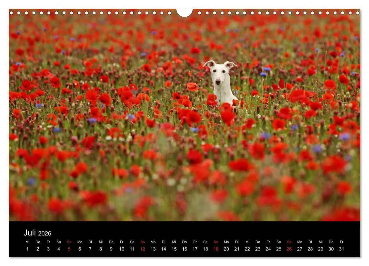 Bild: 9783516173574 | Der Windhundekalender (Wandkalender 2026 DIN A3 quer), CALVENDO...