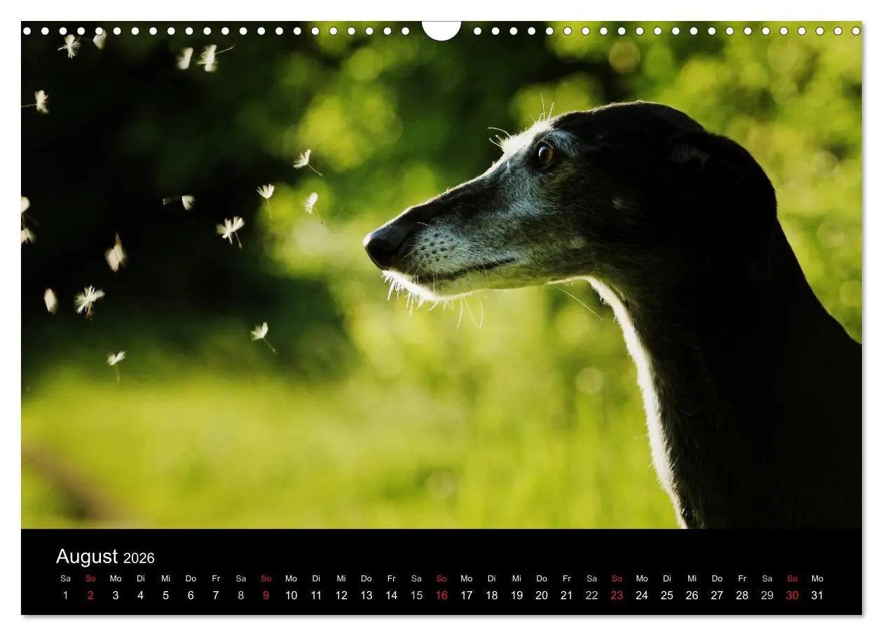 Bild: 9783516173574 | Der Windhundekalender (Wandkalender 2026 DIN A3 quer), CALVENDO...