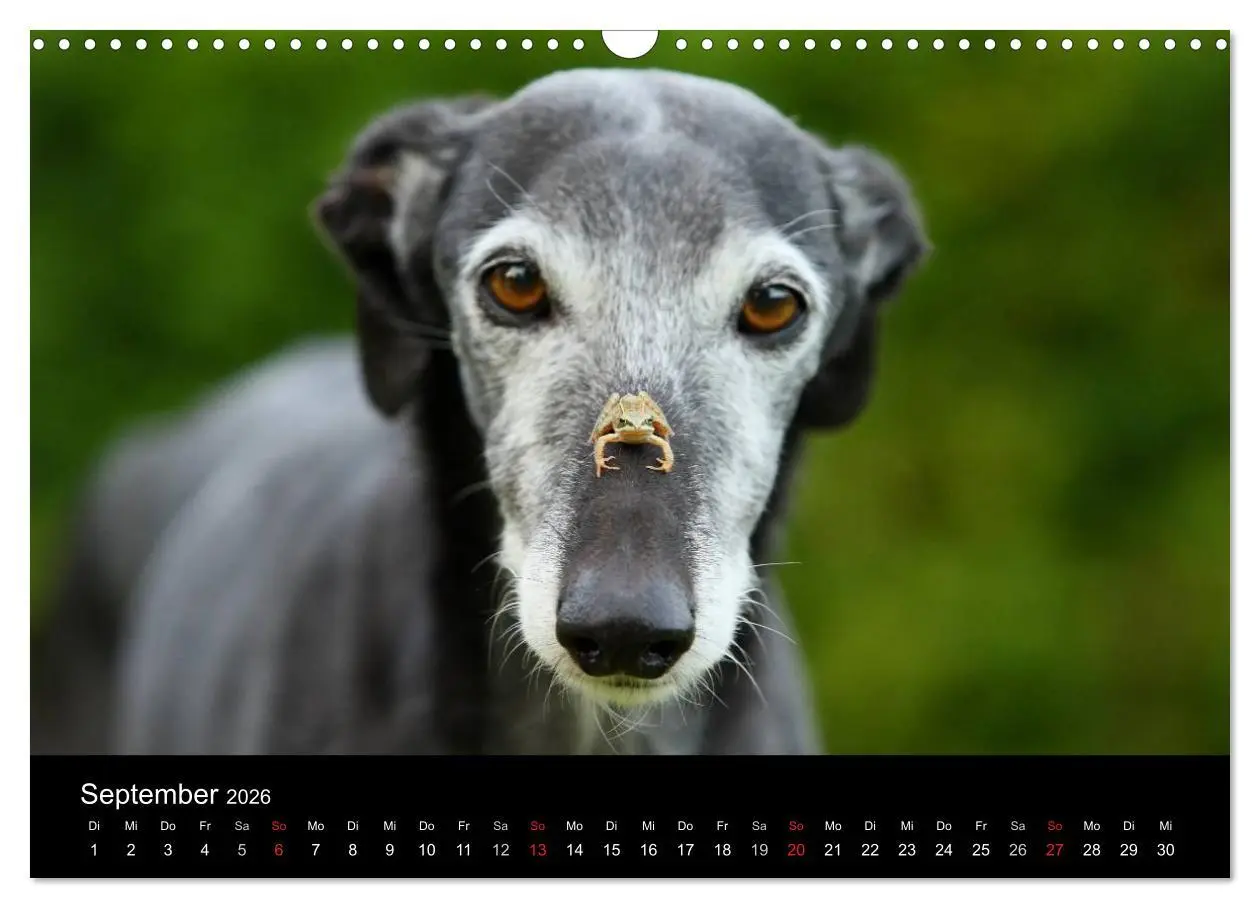 Bild: 9783516173574 | Der Windhundekalender (Wandkalender 2026 DIN A3 quer), CALVENDO...