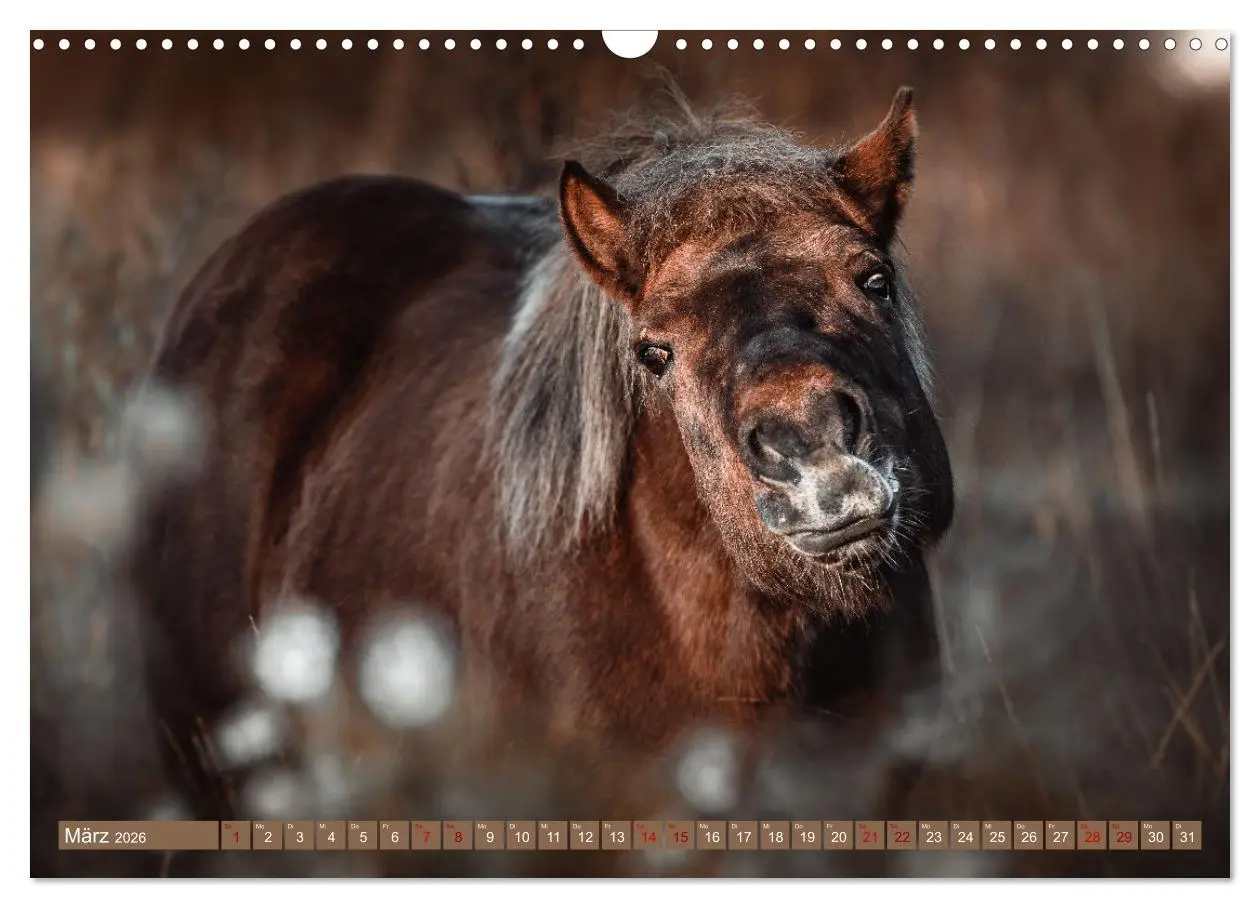 Bild: 9783457763674 | Seelenglück Kalender - Pferde - Charakter, Stärke, Weisheit...