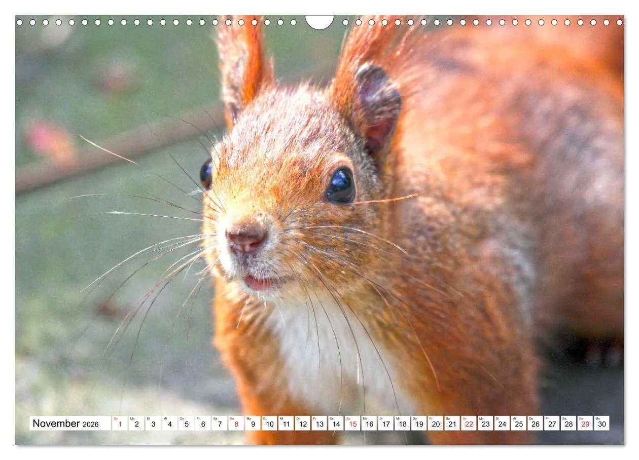 Bild: 9783516233674 | Eichhörnchen in freier Natur (Wandkalender 2026 DIN A3 quer),...