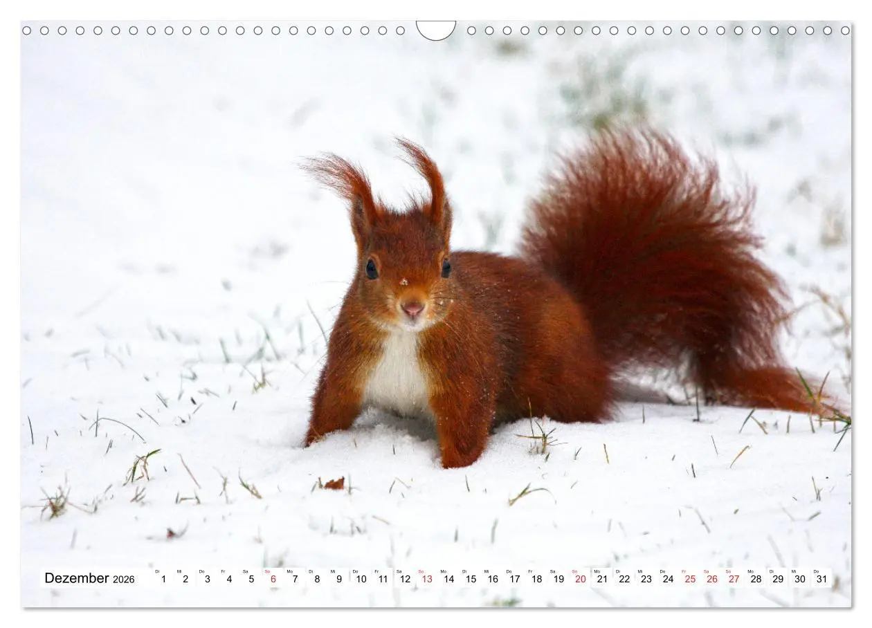 Bild: 9783516233674 | Eichhörnchen in freier Natur (Wandkalender 2026 DIN A3 quer),...
