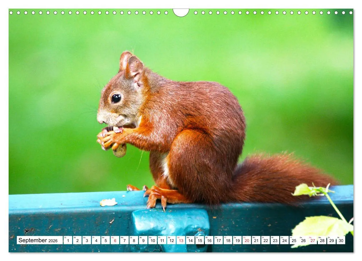 Bild: 9783516233674 | Eichhörnchen in freier Natur (Wandkalender 2026 DIN A3 quer),...