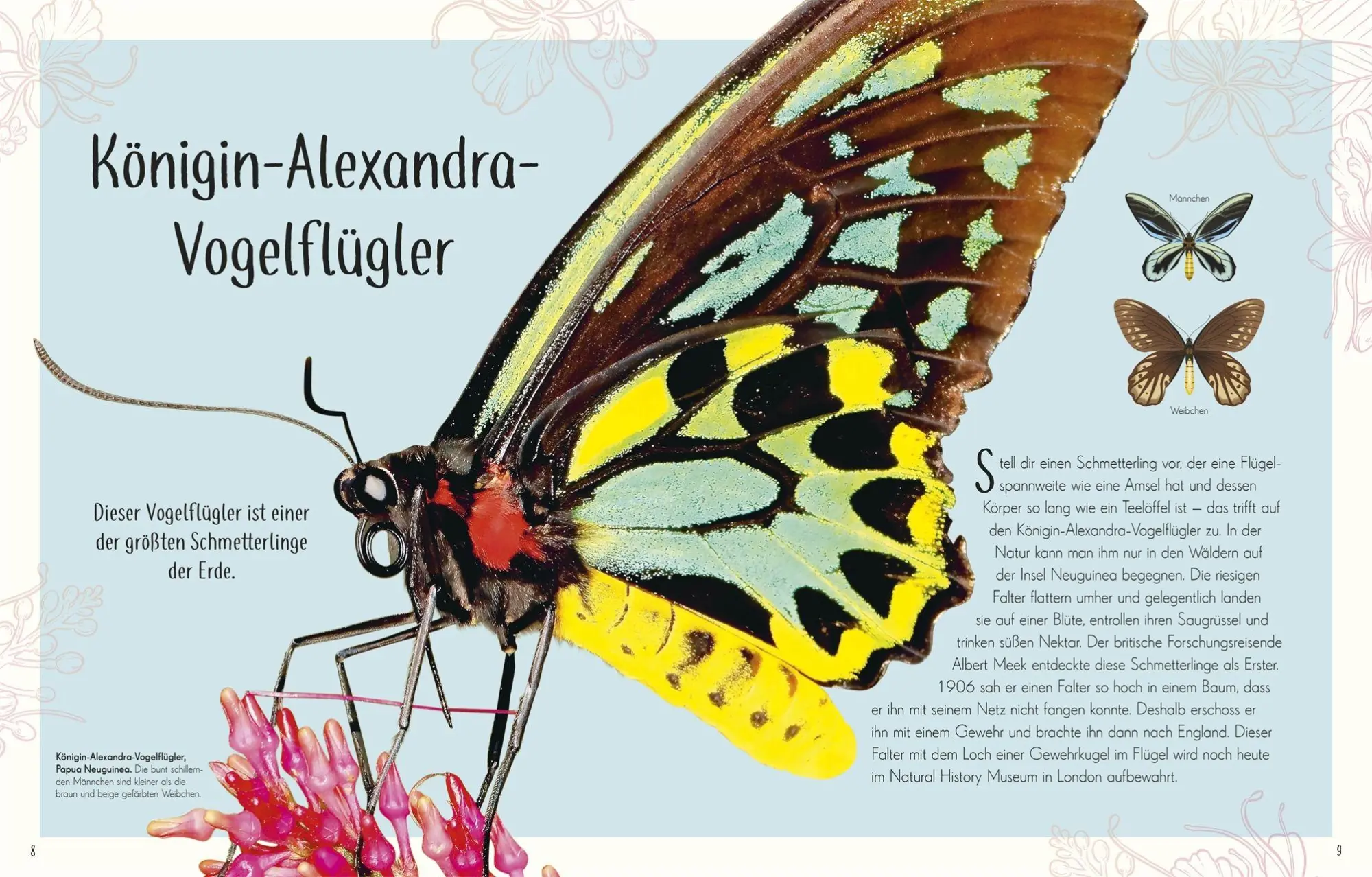 Bild: 9783831053674 | Wundervolle Welt der Insekten und Spinnentiere | Jess French | Buch