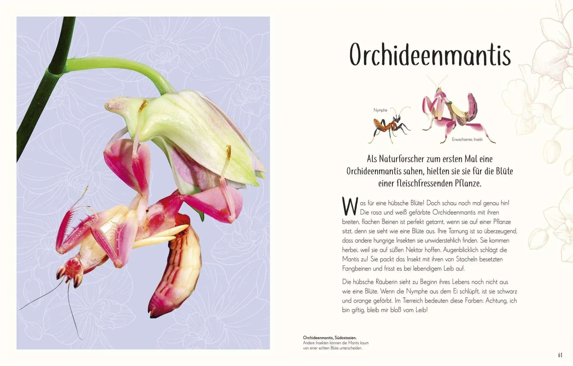 Bild: 9783831053674 | Wundervolle Welt der Insekten und Spinnentiere | Jess French | Buch