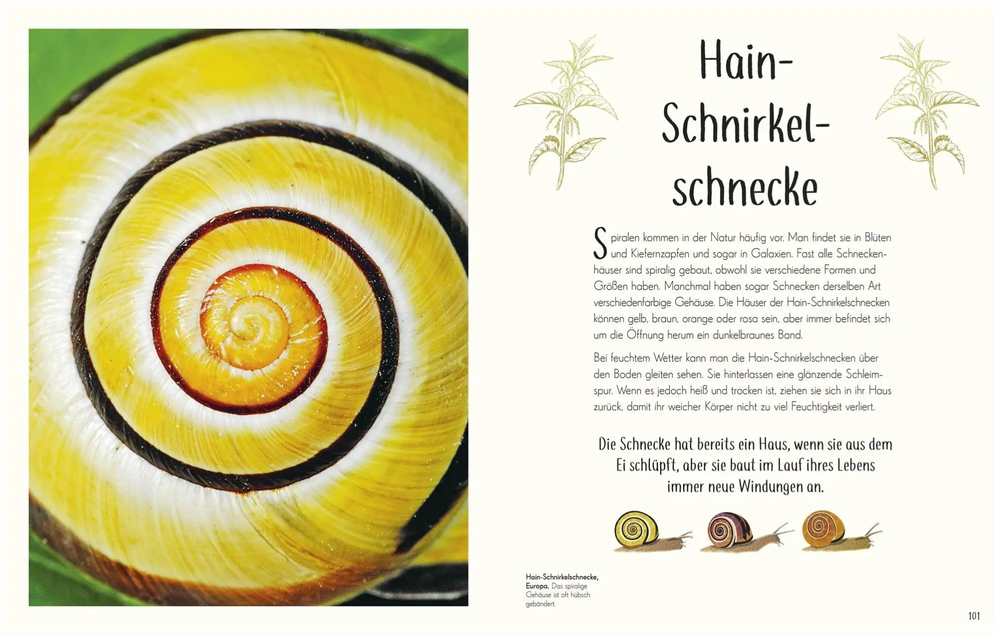 Bild: 9783831053674 | Wundervolle Welt der Insekten und Spinnentiere | Jess French | Buch