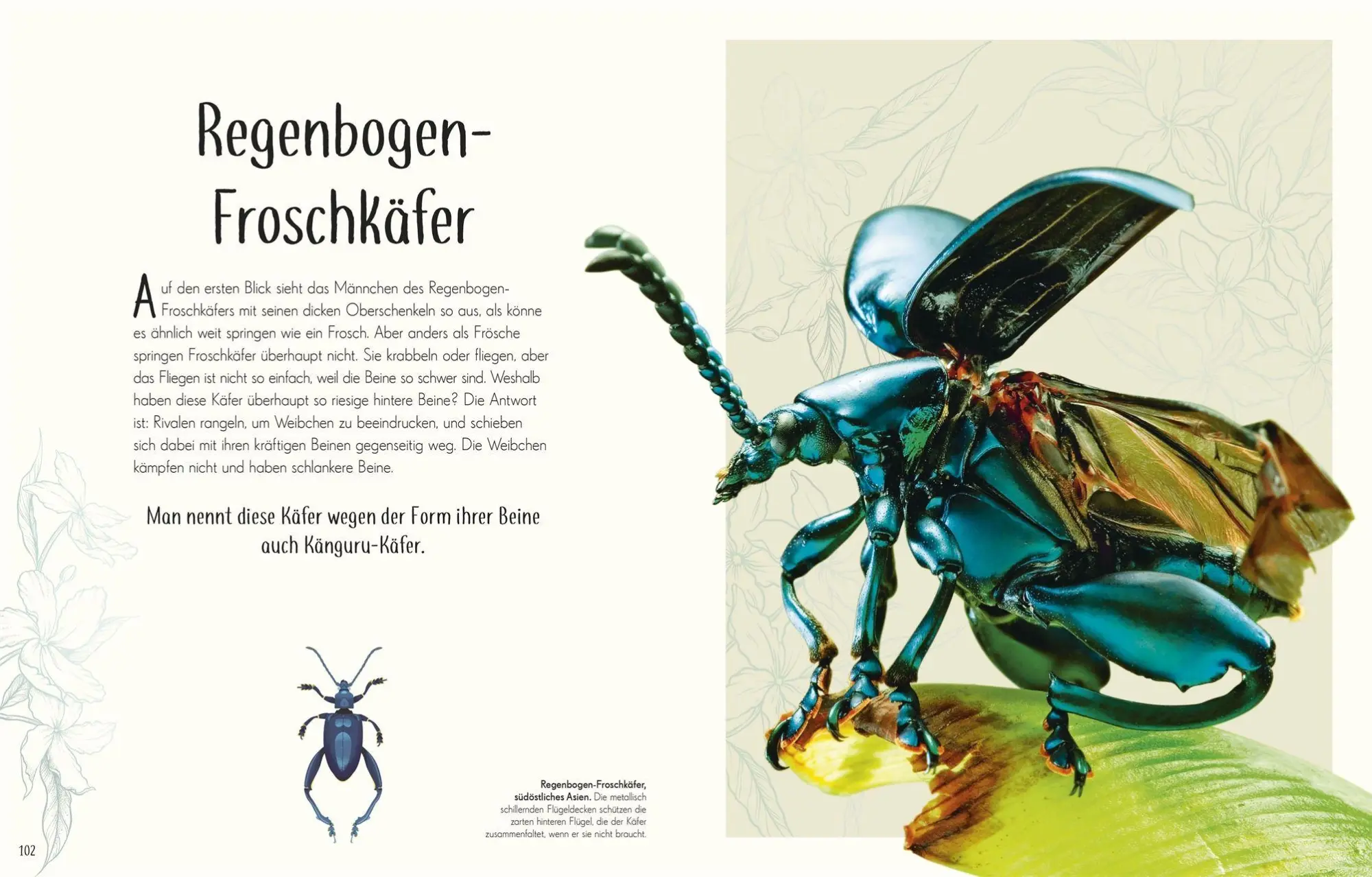 Bild: 9783831053674 | Wundervolle Welt der Insekten und Spinnentiere | Jess French | Buch