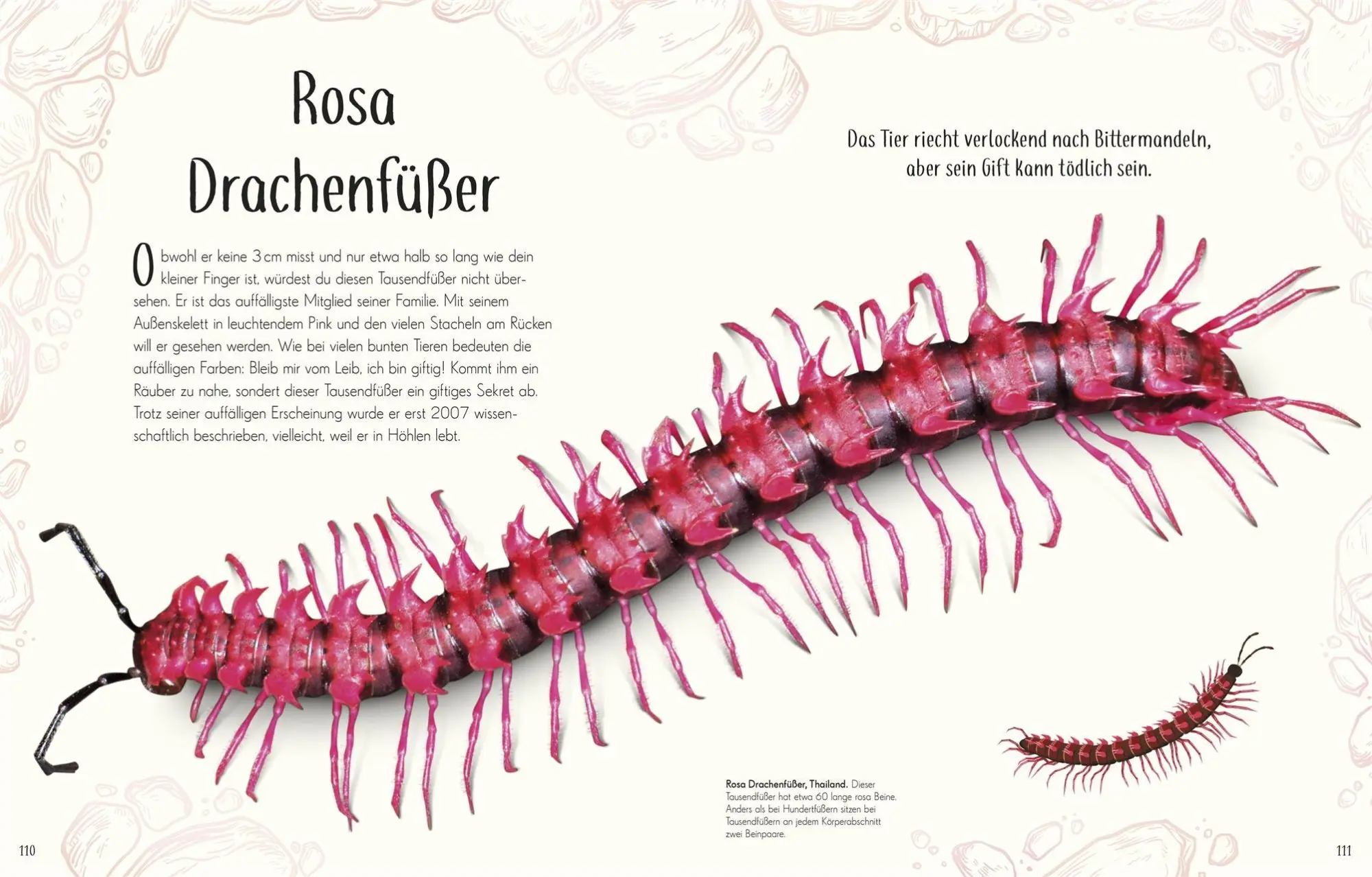 Bild: 9783831053674 | Wundervolle Welt der Insekten und Spinnentiere | Jess French | Buch