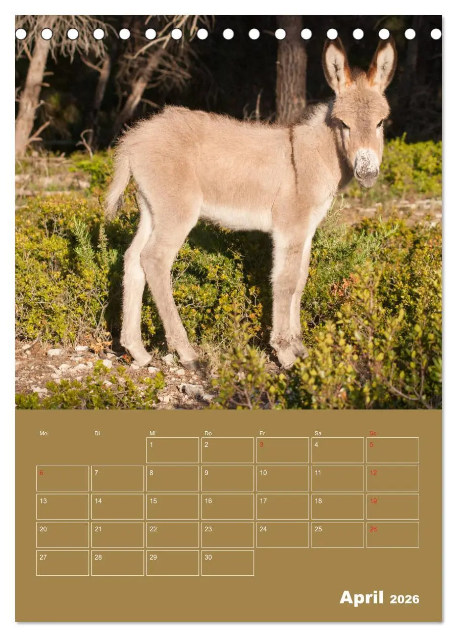 Bild: 9783516383874 | Entzückende Esel - Charmant und liebenswert (Tischkalender 2026 DIN...
