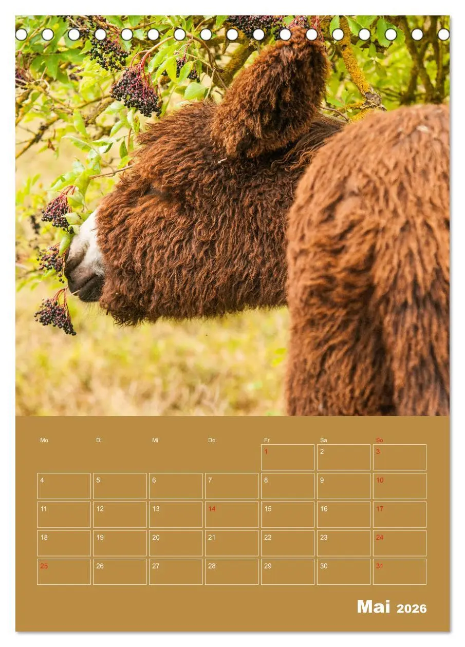 Bild: 9783516383874 | Entzückende Esel - Charmant und liebenswert (Tischkalender 2026 DIN...