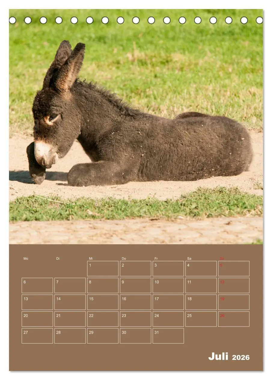 Bild: 9783516383874 | Entzückende Esel - Charmant und liebenswert (Tischkalender 2026 DIN...