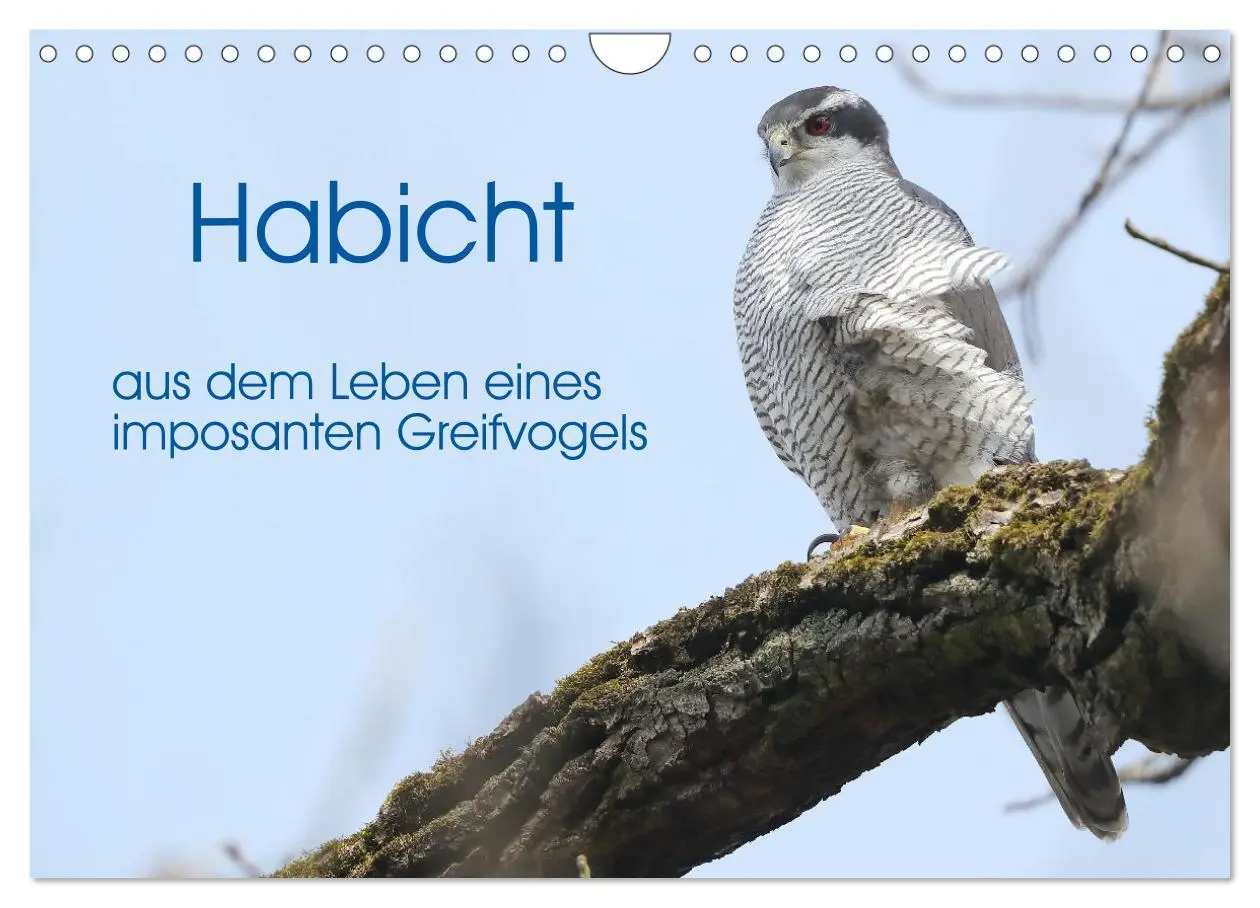 Cover: 9783457353974 | Habicht - aus dem Leben eines imposanten Greifvogels (Wandkalender...