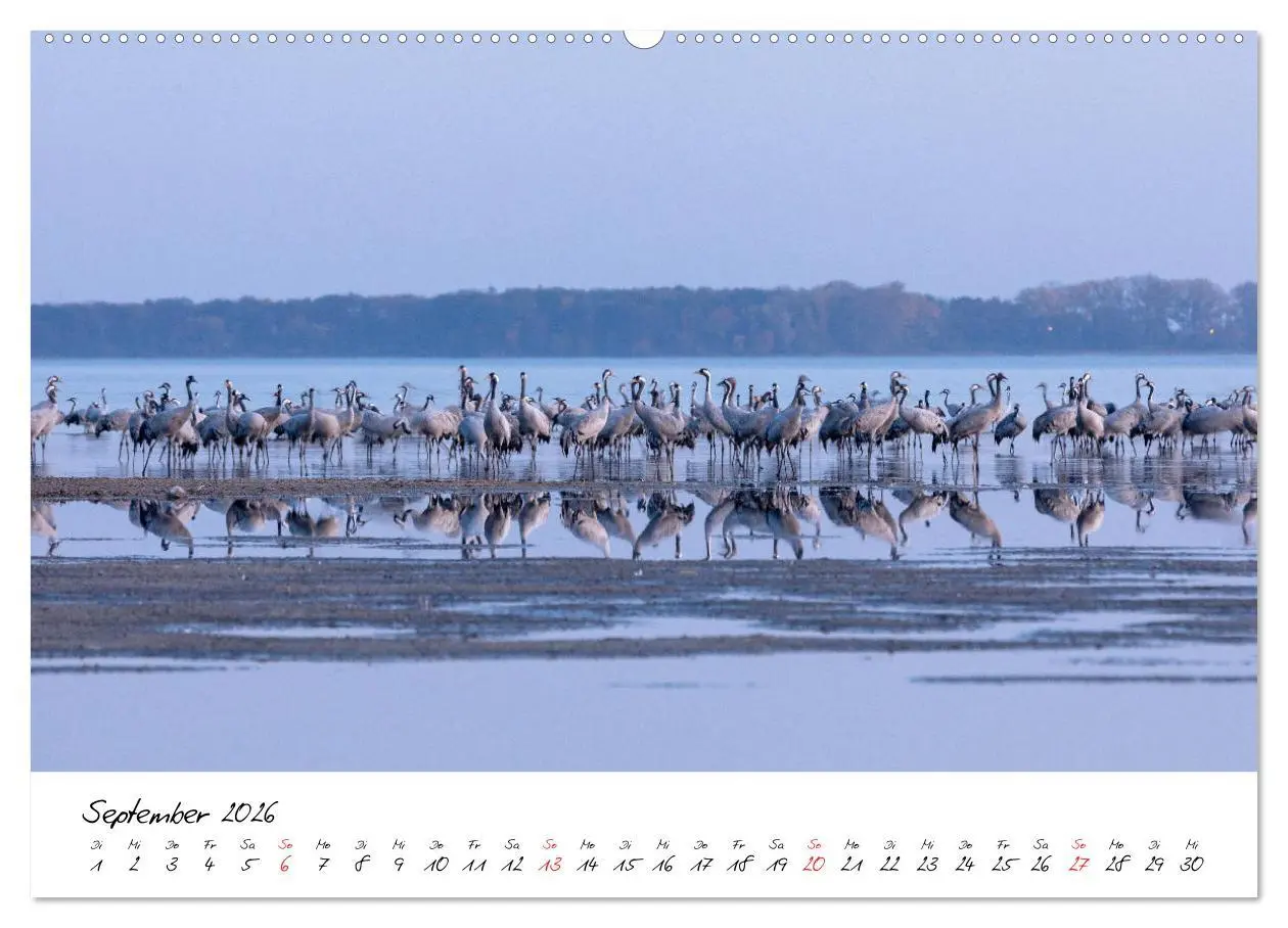Bild: 9783457803974 | Kraniche am Schlafplatz - im Naturparadies der Mecklenburgischen...