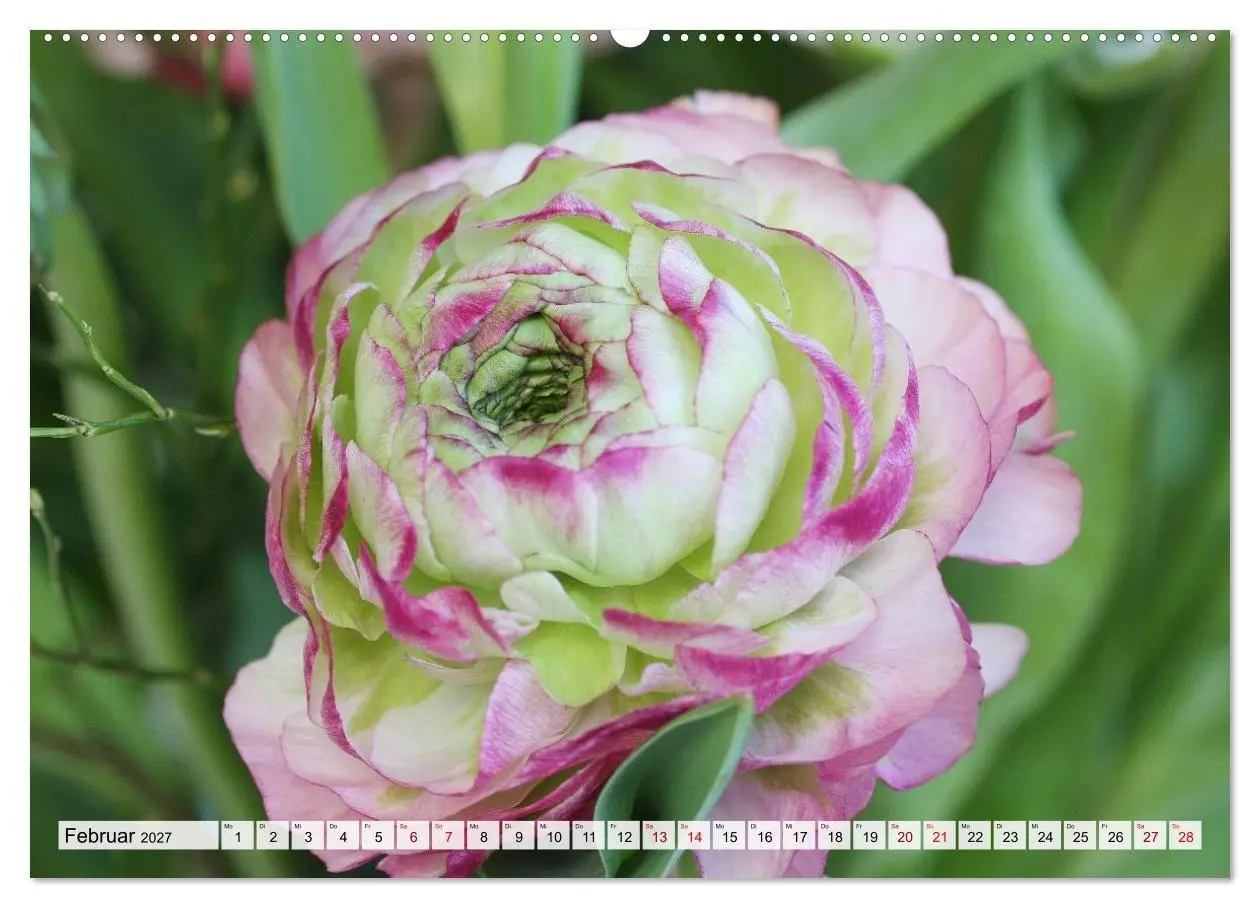 Bild: 9783516753974 | Blumen, bunt gemischt (Wandkalender 2027 DIN A2 quer), CALVENDO...