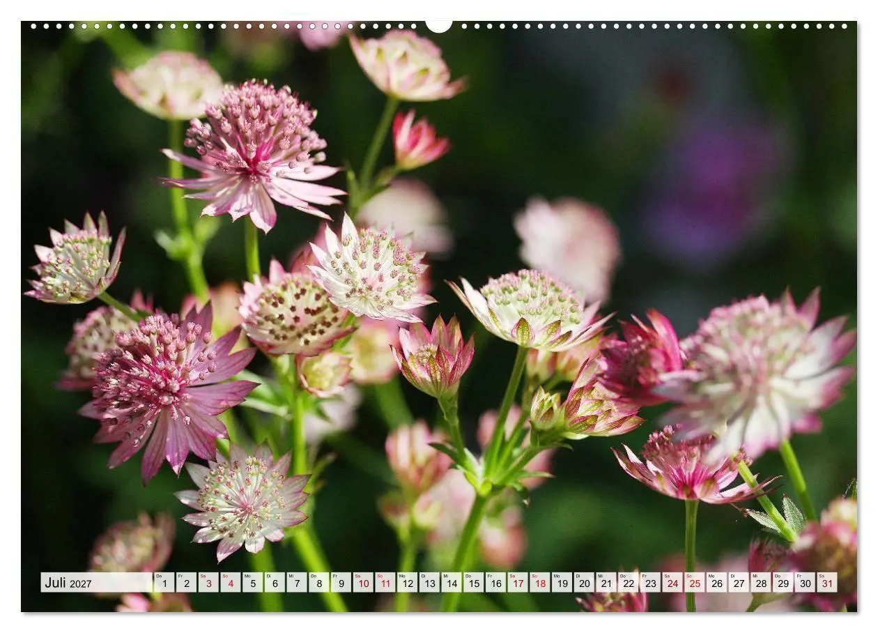 Bild: 9783516753974 | Blumen, bunt gemischt (Wandkalender 2027 DIN A2 quer), CALVENDO...