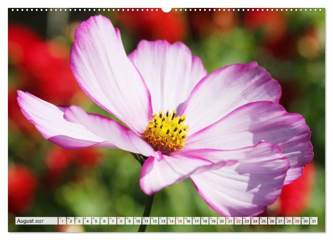 Bild: 9783516753974 | Blumen, bunt gemischt (Wandkalender 2027 DIN A2 quer), CALVENDO...