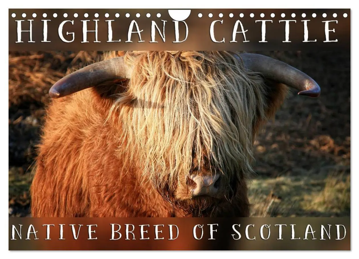 Cover: 9781325994274 | Highland Cattle - Native Breed of Scotland (Wall Calendar 2025 DIN...