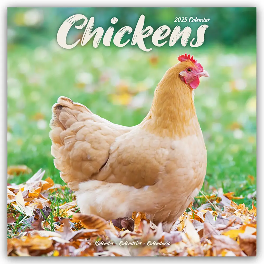 Cover: 9781804604274 | Chickens - Hühner 2025 - 16-Monatskalender | Avonside Publishing Ltd