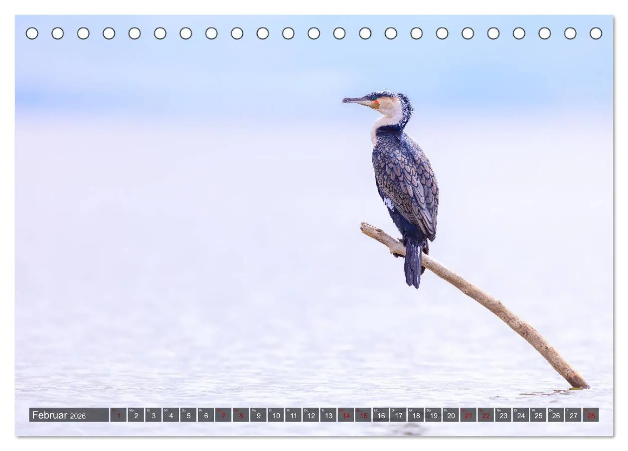 Bild: 9783457844274 | Auf Safari in Kenia 2026 (Tischkalender 2026 DIN A5 quer), CALVENDO...