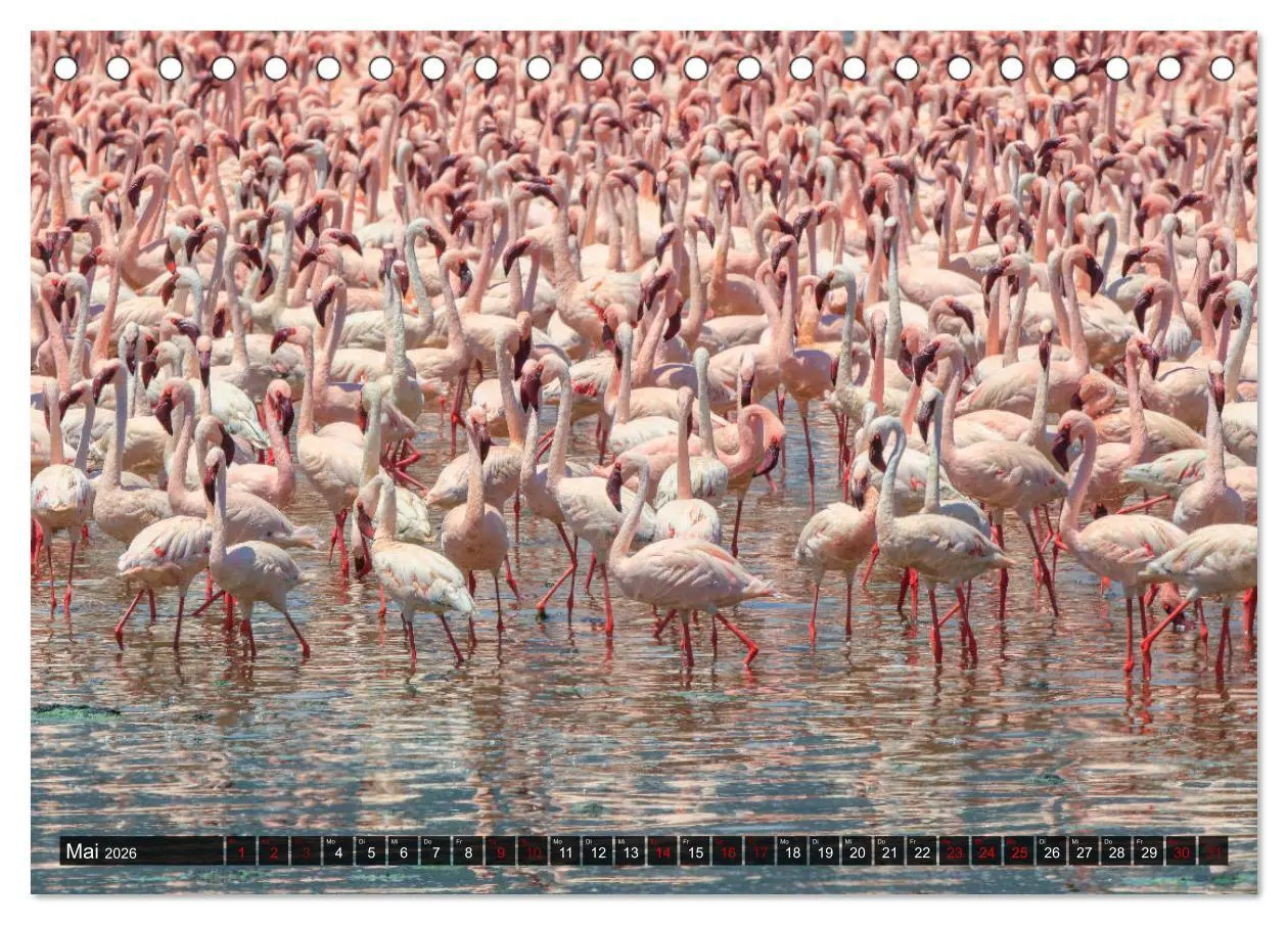 Bild: 9783457844274 | Auf Safari in Kenia 2026 (Tischkalender 2026 DIN A5 quer), CALVENDO...