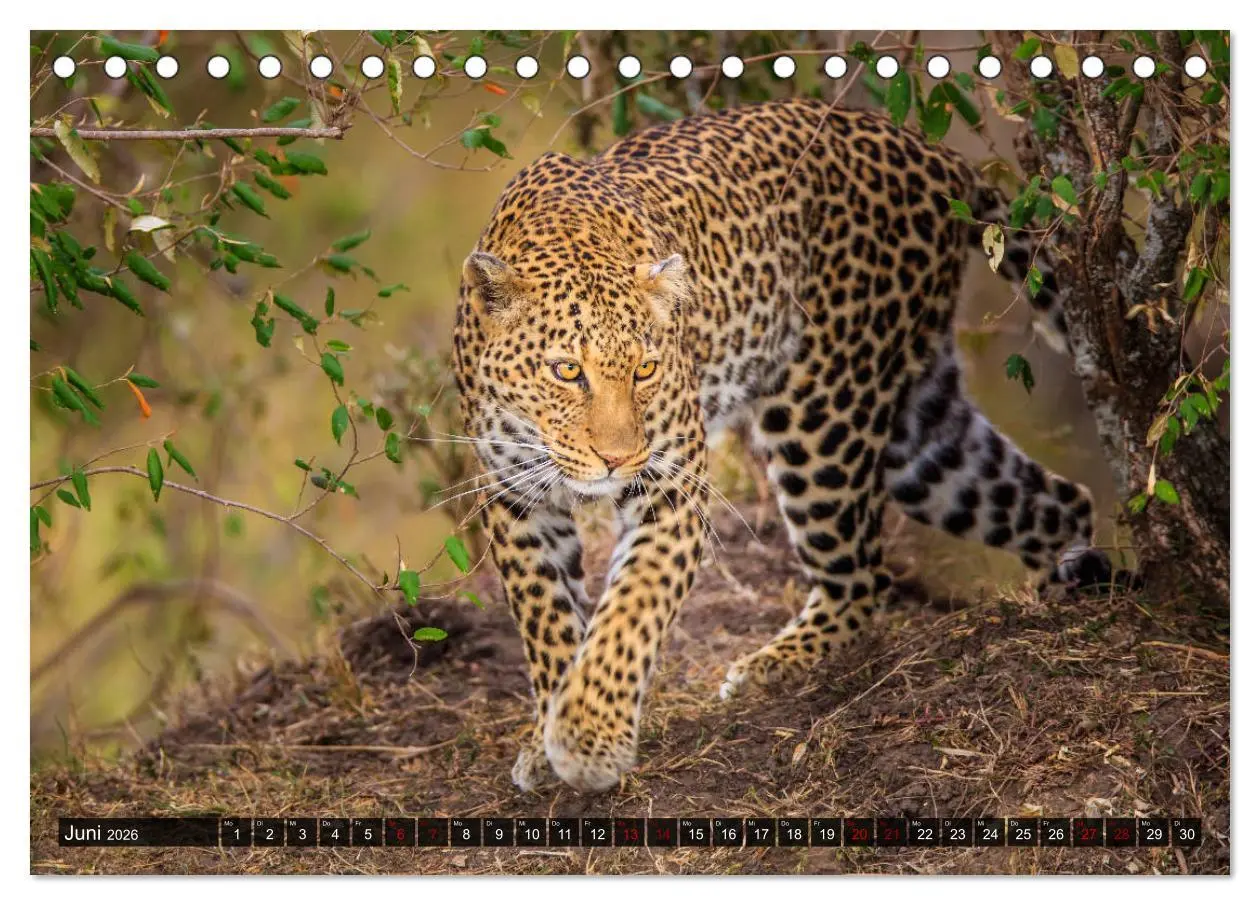 Bild: 9783457844274 | Auf Safari in Kenia 2026 (Tischkalender 2026 DIN A5 quer), CALVENDO...