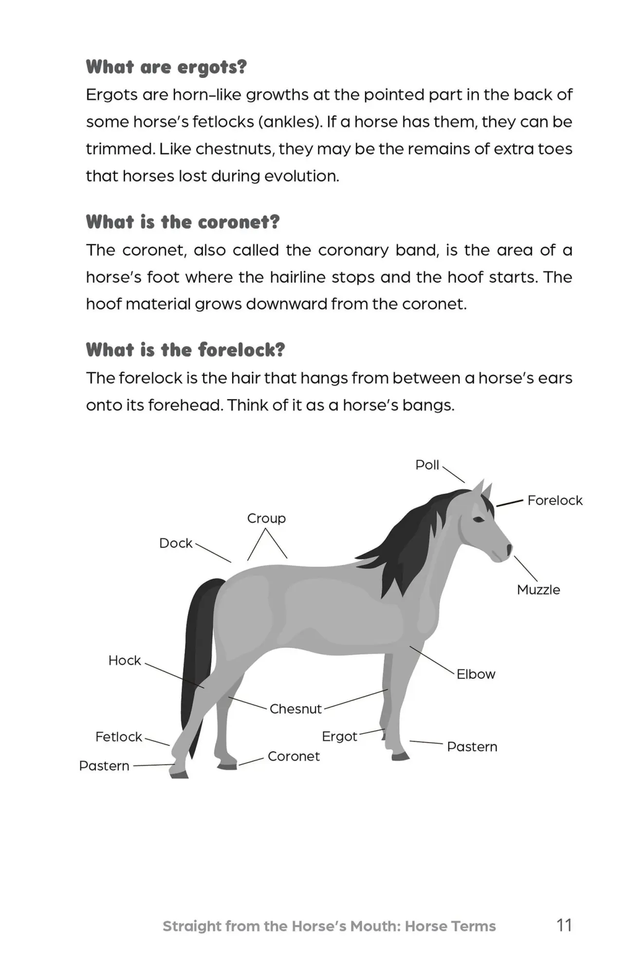 Bild: 9781646044474 | Big Book of Horse Trivia for Kids | Bernadette Johnson | Taschenbuch