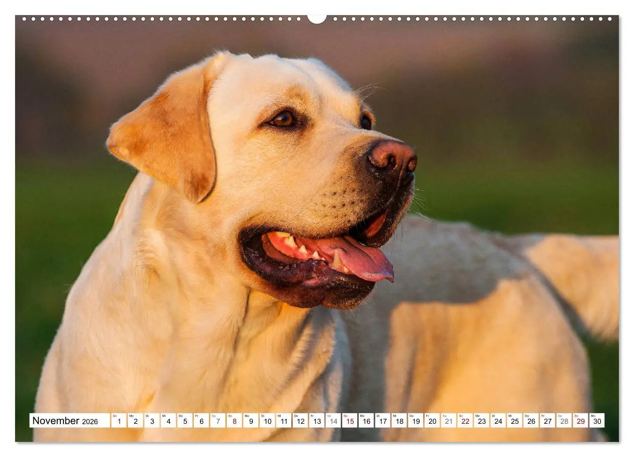 Bild: 9783457824474 | Freund auf 4 Pfoten - Labrador Retriever (Wandkalender 2026 DIN A2...