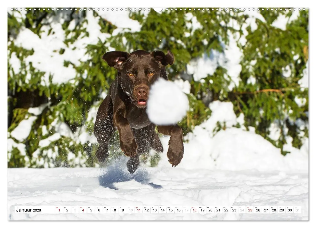 Bild: 9783457824474 | Freund auf 4 Pfoten - Labrador Retriever (Wandkalender 2026 DIN A2...