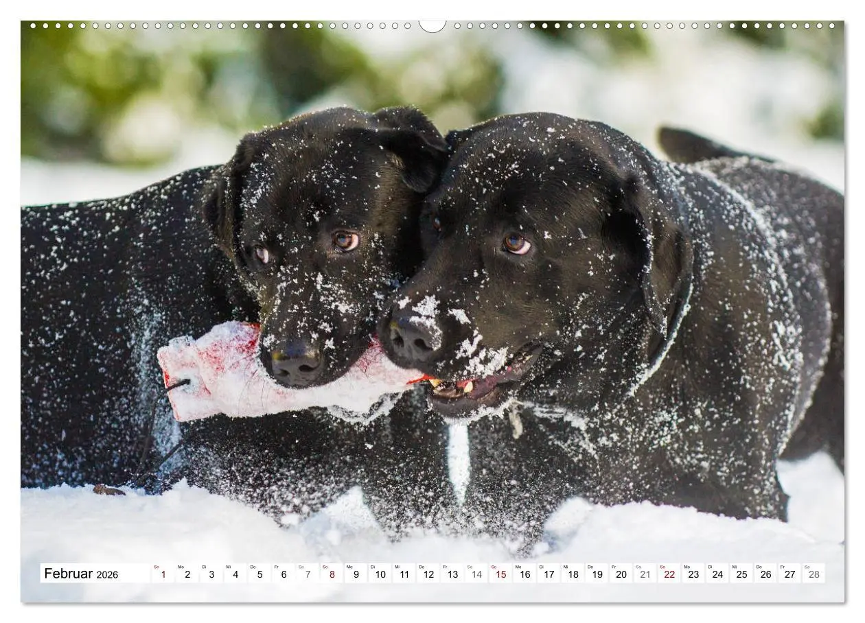 Bild: 9783457824474 | Freund auf 4 Pfoten - Labrador Retriever (Wandkalender 2026 DIN A2...