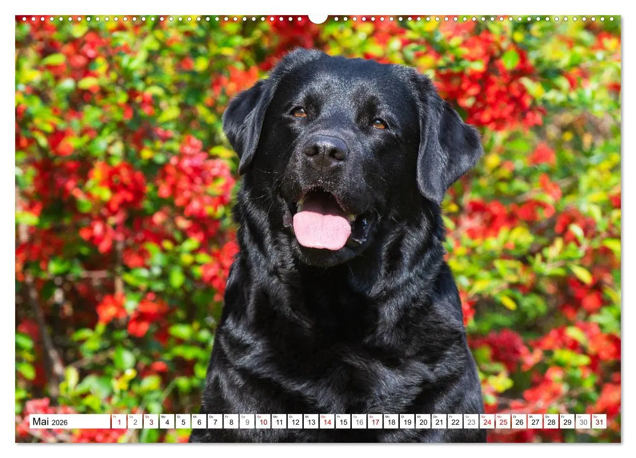 Bild: 9783457824474 | Freund auf 4 Pfoten - Labrador Retriever (Wandkalender 2026 DIN A2...
