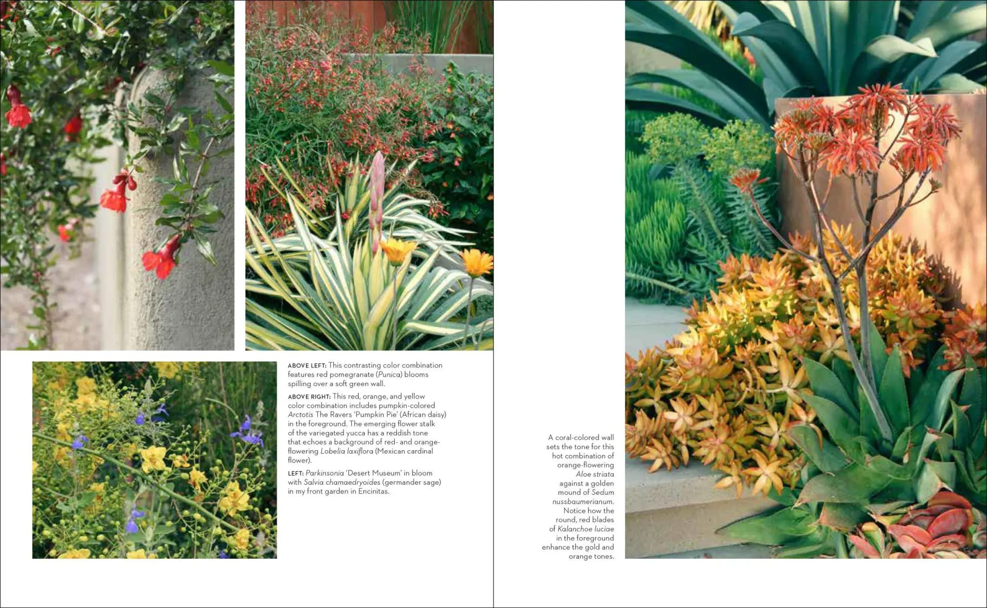 Bild: 9781604694574 | Hot Color, Dry Garden | Nan Sterman | Taschenbuch | Englisch | 2018