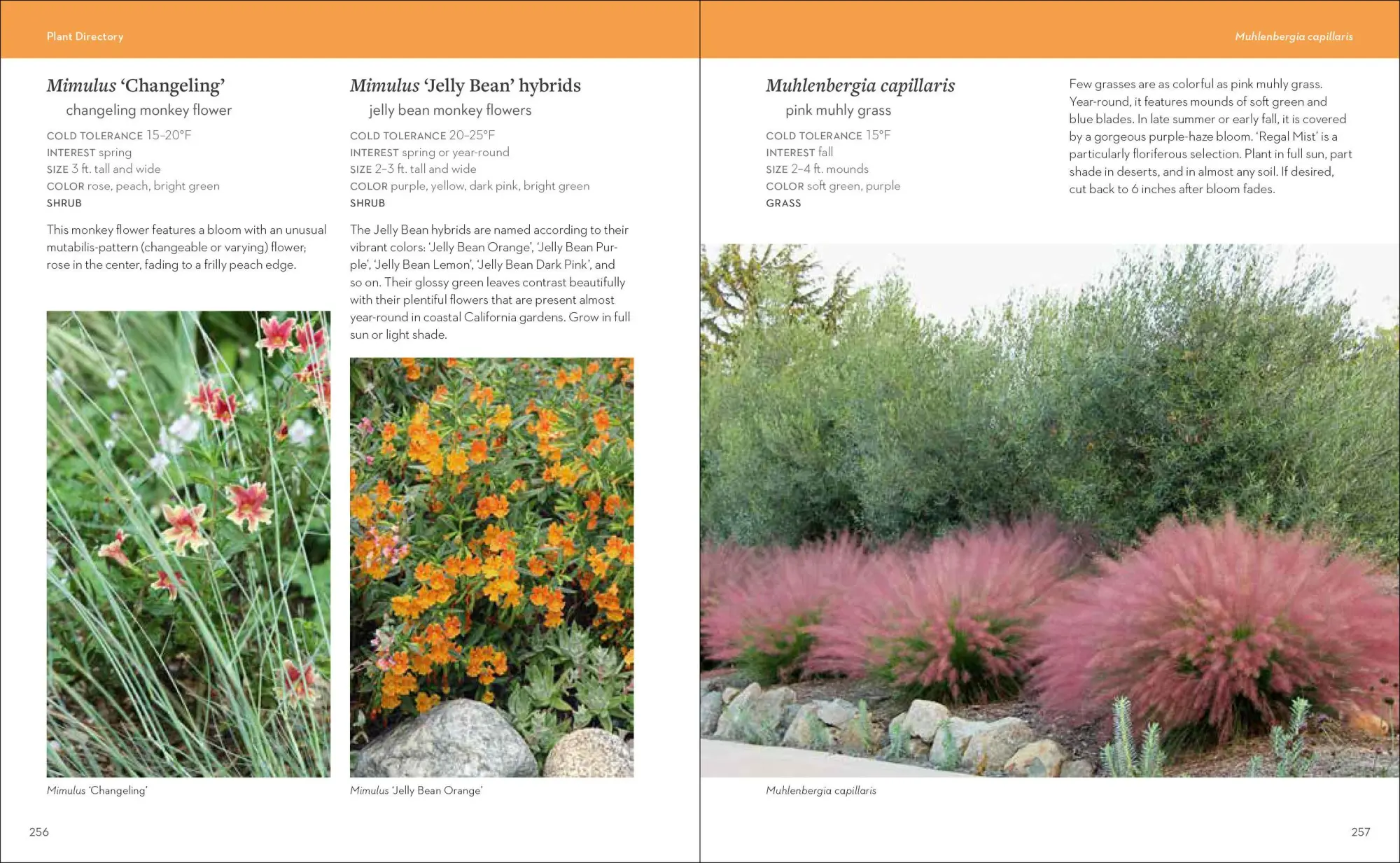 Bild: 9781604694574 | Hot Color, Dry Garden | Nan Sterman | Taschenbuch | Englisch | 2018