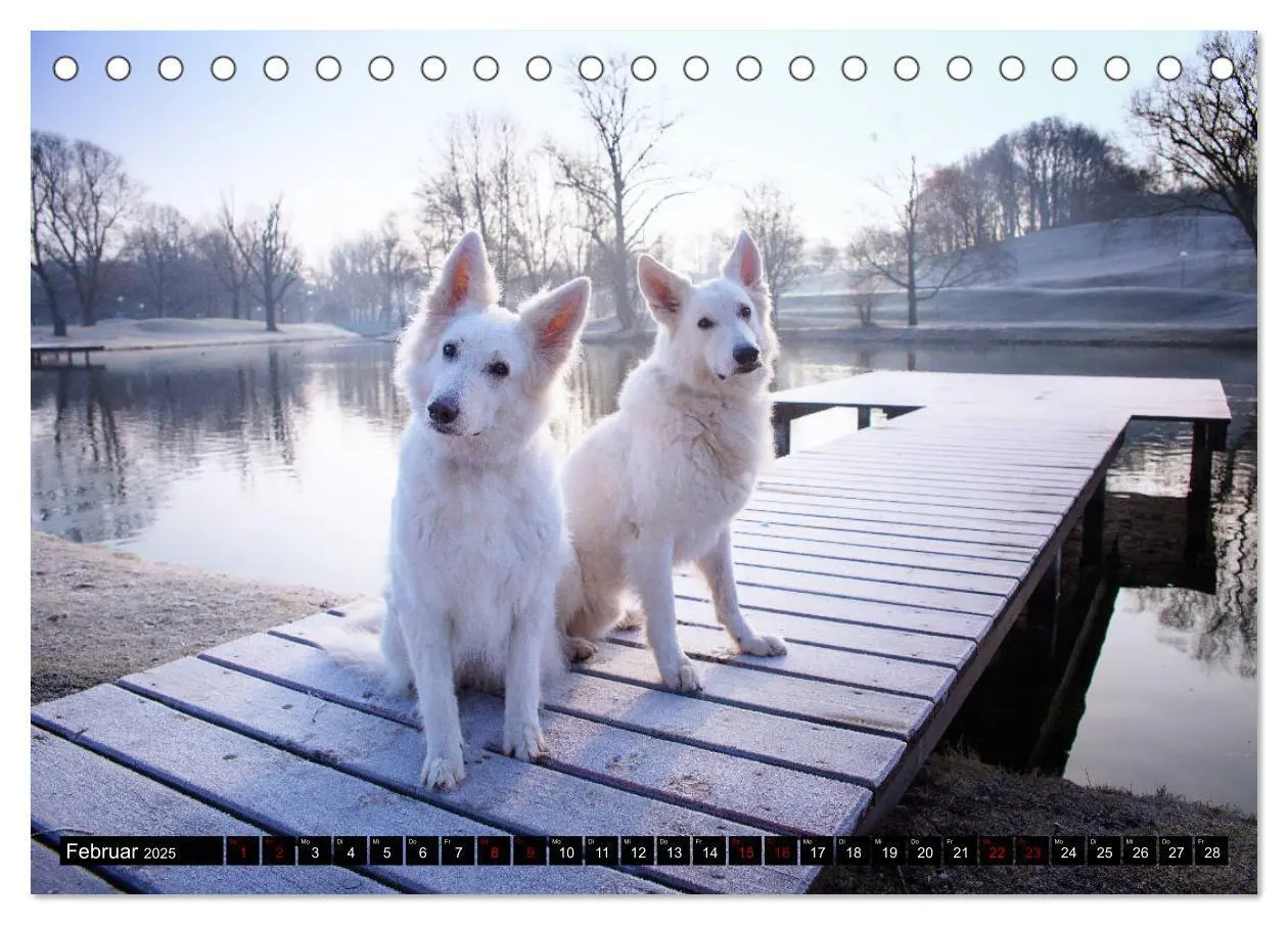 Bild: 9783435414574 | Weiße Schäferhunde in schönen Landschaften (Tischkalender 2025 DIN...