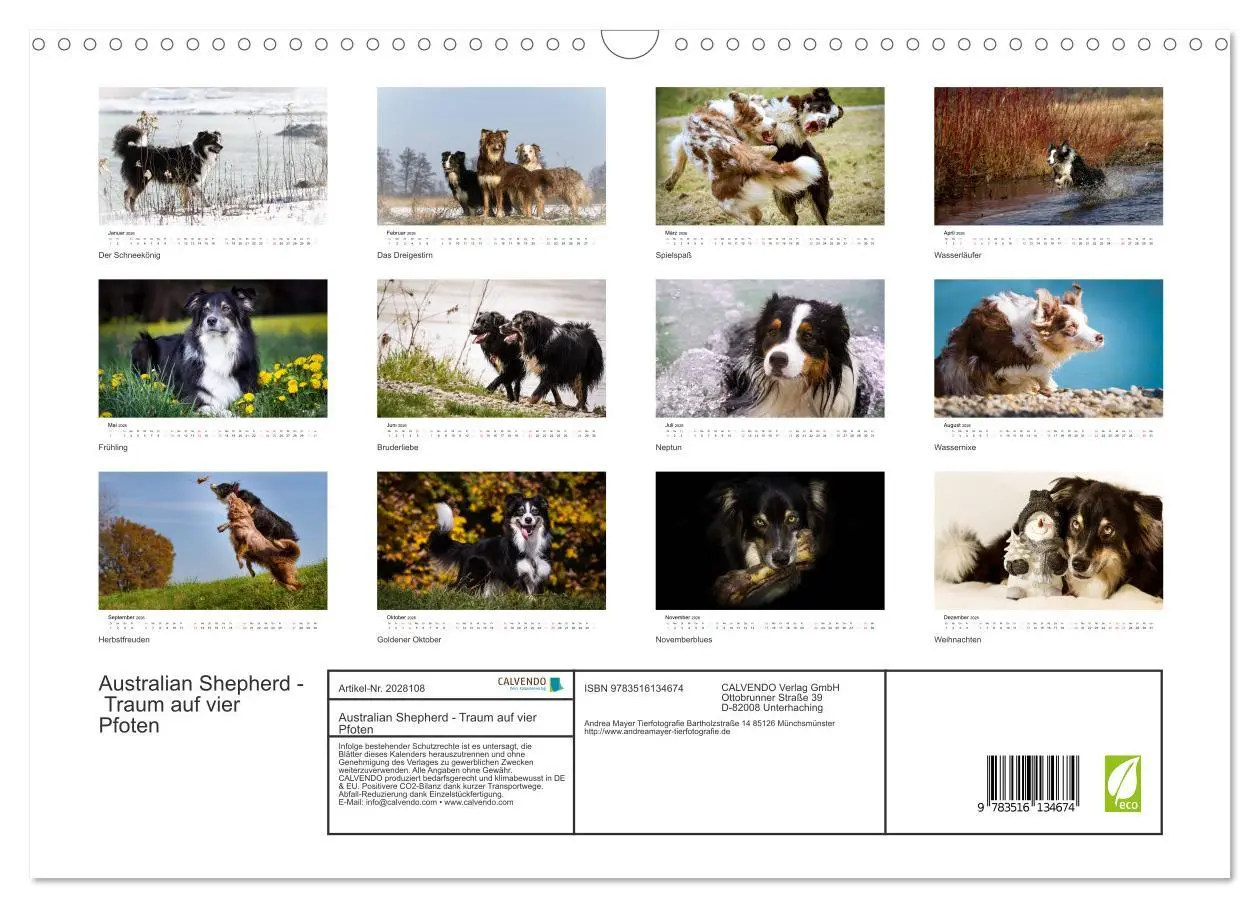 Bild: 9783516134674 | Australian Shepherd - Traum auf vier Pfoten (Wandkalender 2026 DIN...