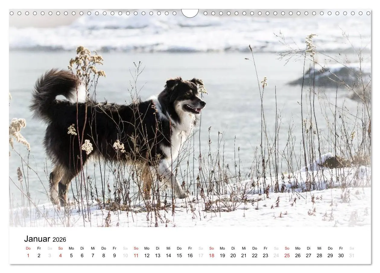 Bild: 9783516134674 | Australian Shepherd - Traum auf vier Pfoten (Wandkalender 2026 DIN...