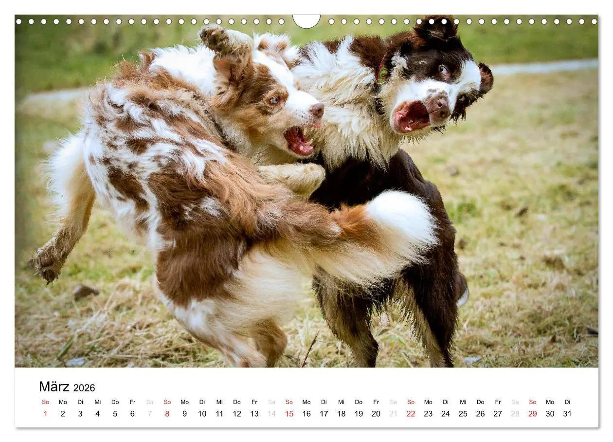 Bild: 9783516134674 | Australian Shepherd - Traum auf vier Pfoten (Wandkalender 2026 DIN...