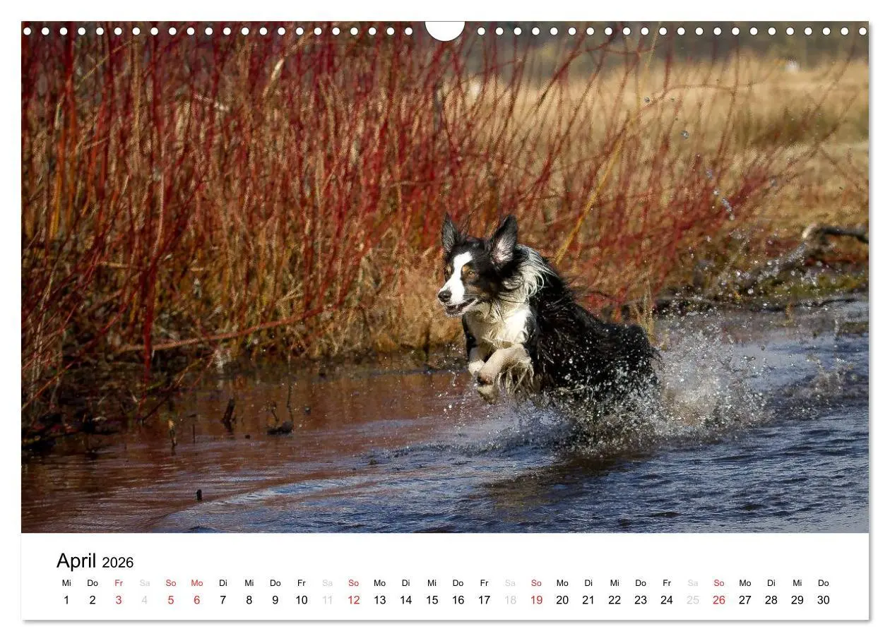 Bild: 9783516134674 | Australian Shepherd - Traum auf vier Pfoten (Wandkalender 2026 DIN...
