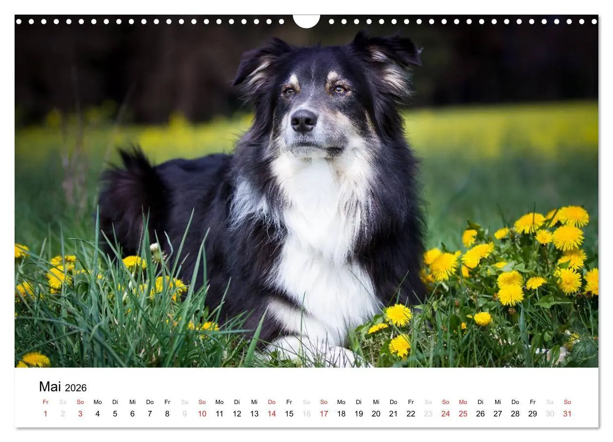 Bild: 9783516134674 | Australian Shepherd - Traum auf vier Pfoten (Wandkalender 2026 DIN...