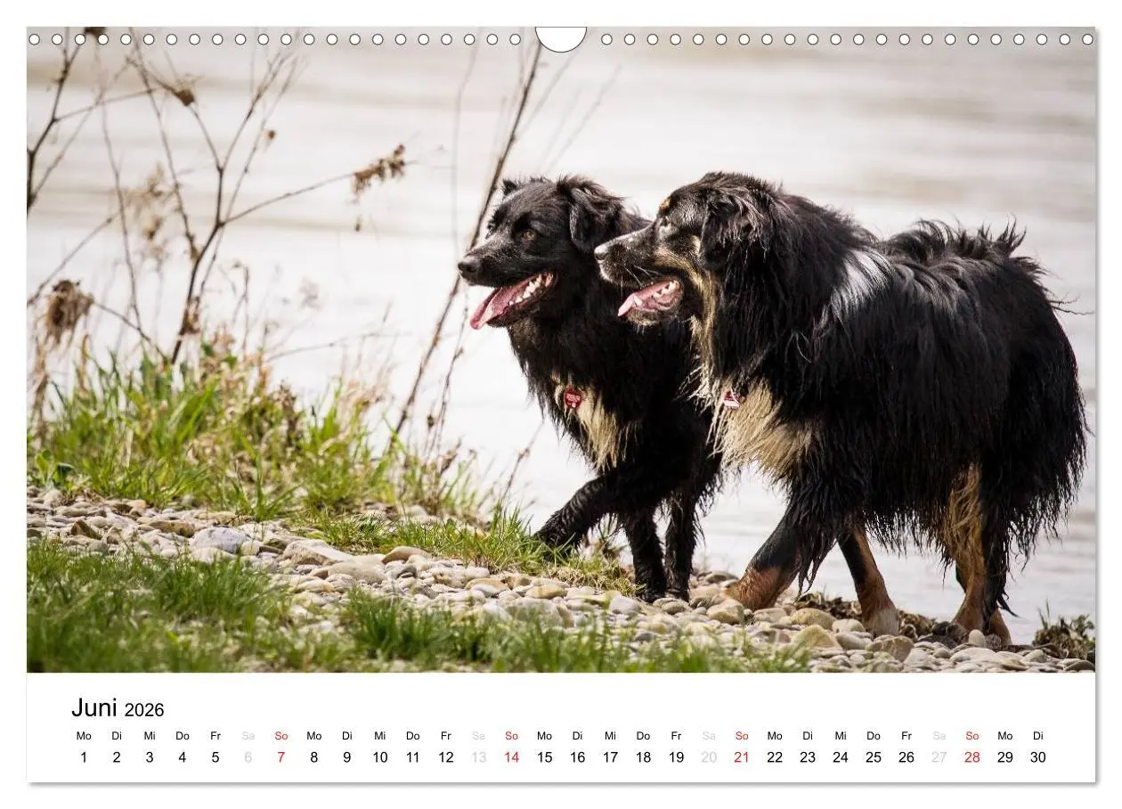 Bild: 9783516134674 | Australian Shepherd - Traum auf vier Pfoten (Wandkalender 2026 DIN...