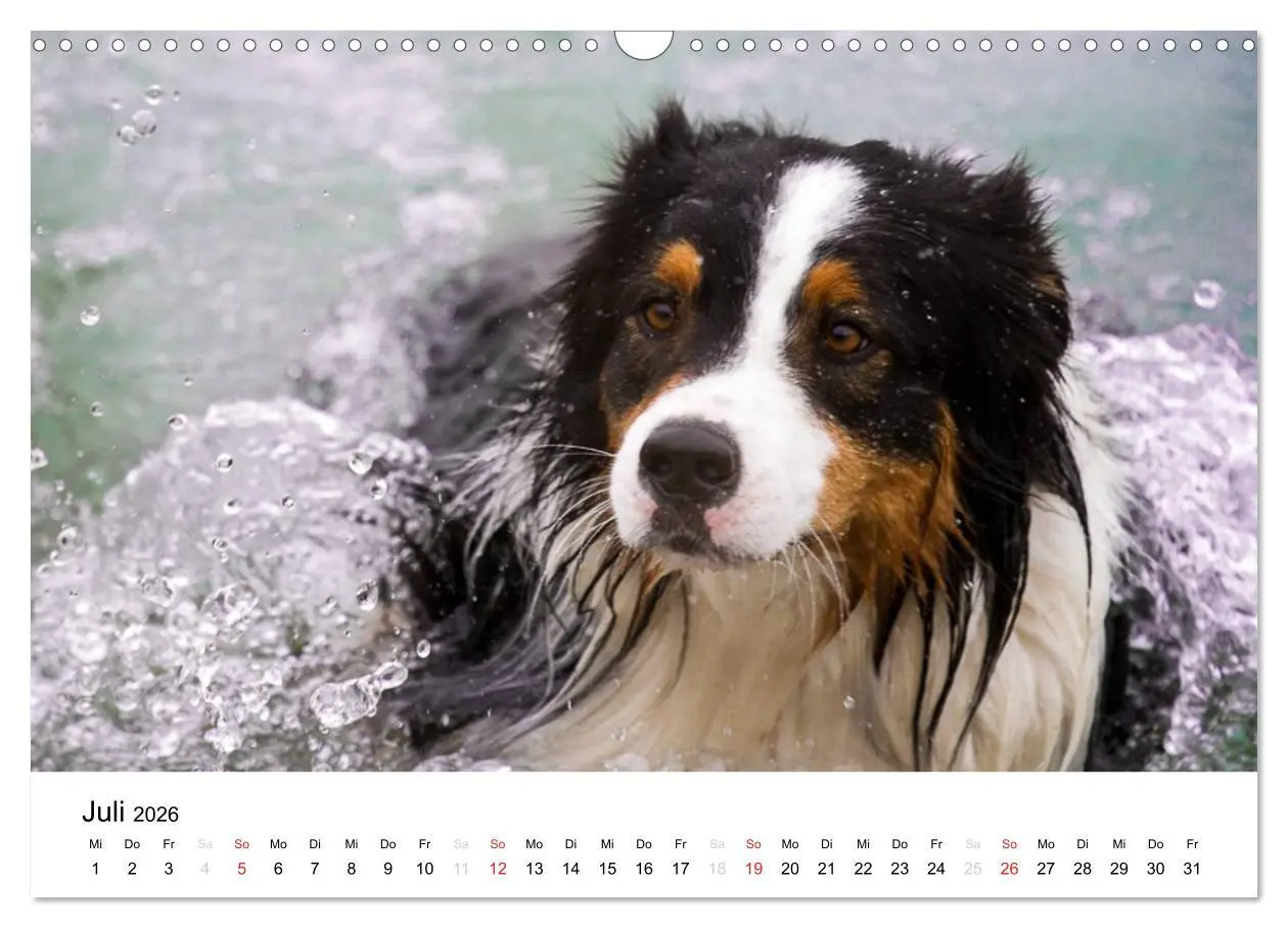 Bild: 9783516134674 | Australian Shepherd - Traum auf vier Pfoten (Wandkalender 2026 DIN...