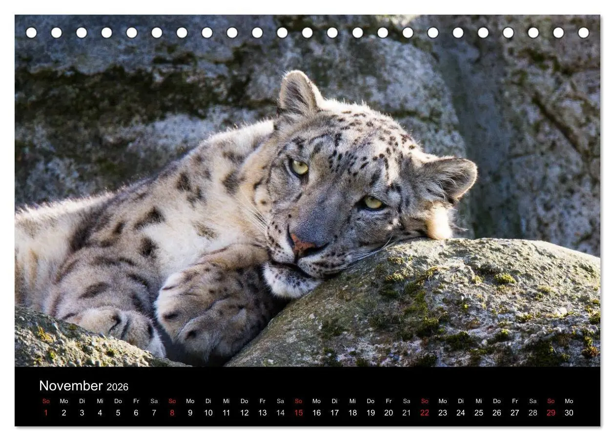 Bild: 9783516054774 | Schneeleoparden (Tischkalender 2026 DIN A5 quer), CALVENDO...
