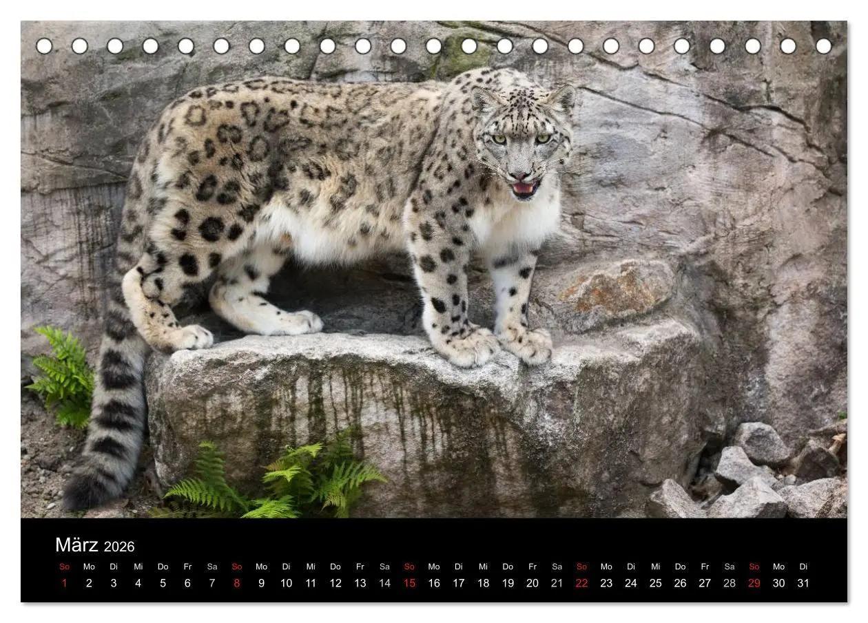 Bild: 9783516054774 | Schneeleoparden (Tischkalender 2026 DIN A5 quer), CALVENDO...