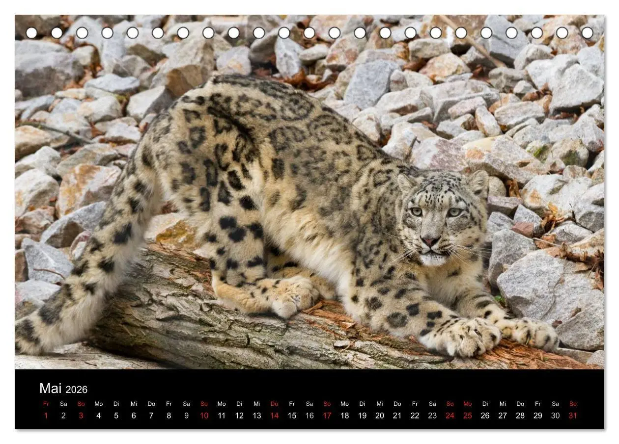 Bild: 9783516054774 | Schneeleoparden (Tischkalender 2026 DIN A5 quer), CALVENDO...