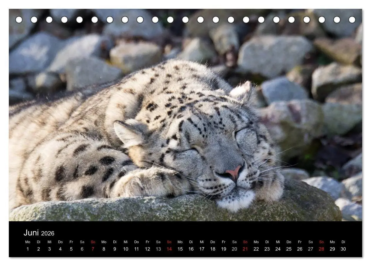 Bild: 9783516054774 | Schneeleoparden (Tischkalender 2026 DIN A5 quer), CALVENDO...