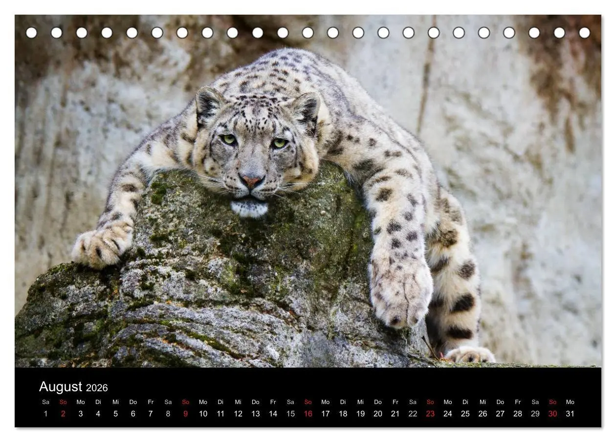 Bild: 9783516054774 | Schneeleoparden (Tischkalender 2026 DIN A5 quer), CALVENDO...