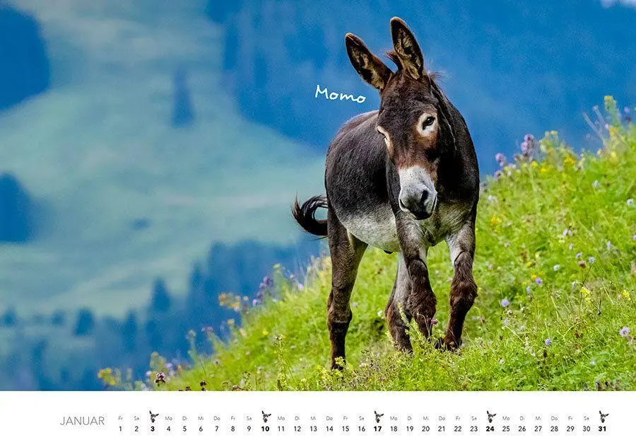 Bild: 9783960585374 | Esel Kalender 2027 | J. -L. Hubert Klein | Kalender | 14 S. | Deutsch