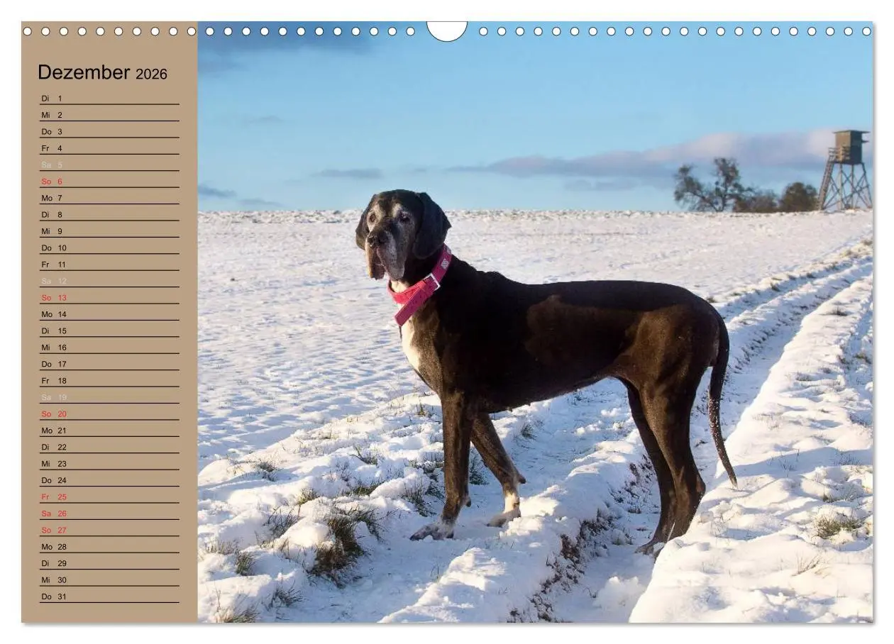 Bild: 9783457965474 | Deutsche Doggen - Sanfte Riesen (Wandkalender 2026 DIN A3 quer),...