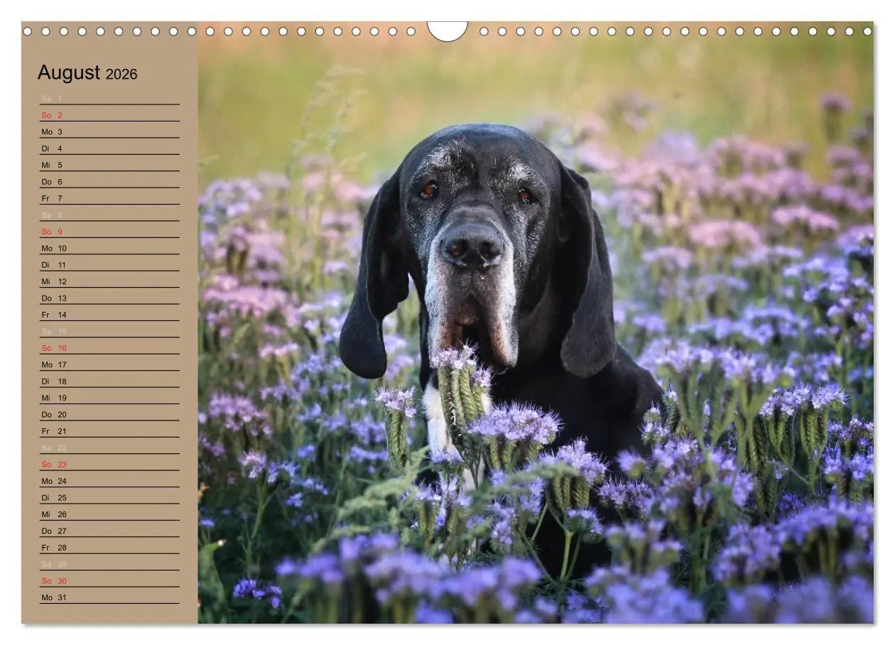 Bild: 9783457965474 | Deutsche Doggen - Sanfte Riesen (Wandkalender 2026 DIN A3 quer),...