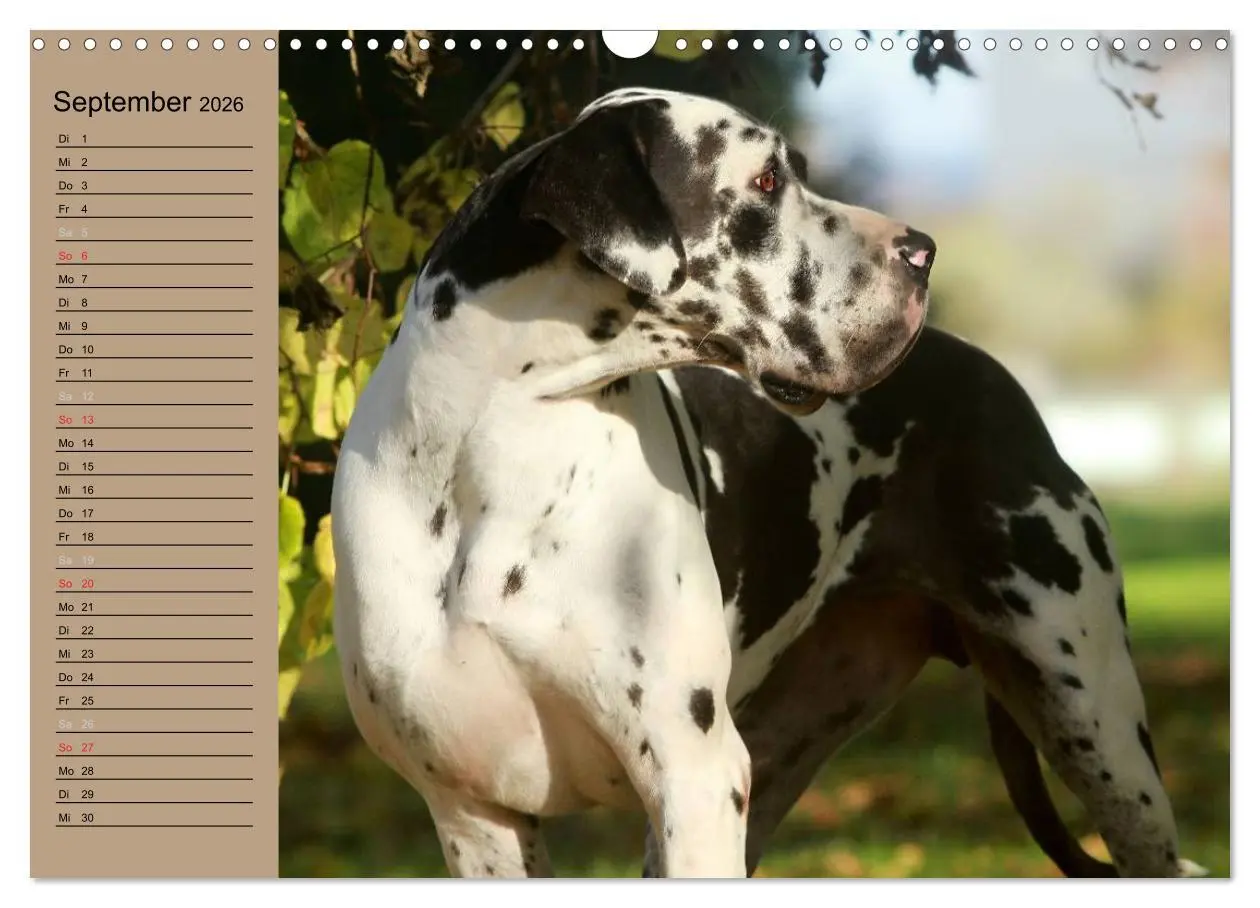 Bild: 9783457965474 | Deutsche Doggen - Sanfte Riesen (Wandkalender 2026 DIN A3 quer),...